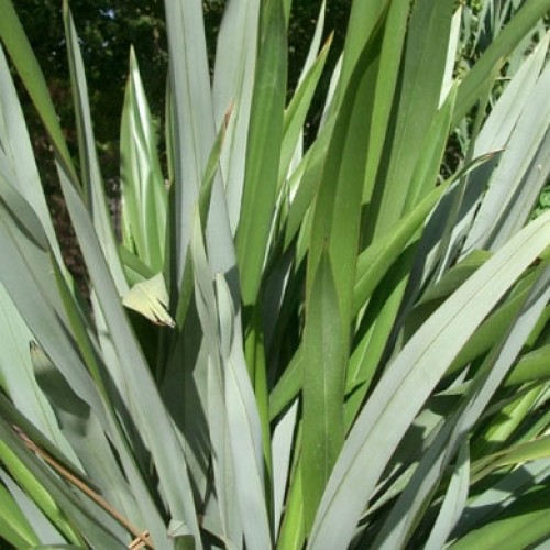 Phormium tenax New Zealand Flax | ScotPlants Direct